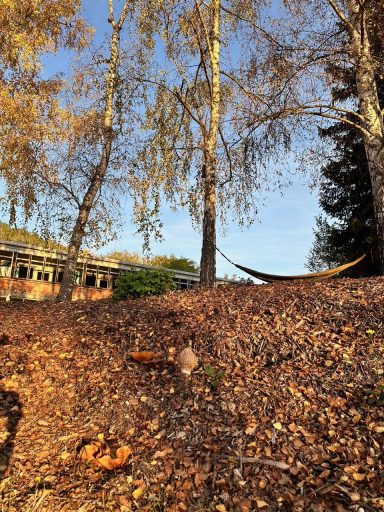 Hängematte zwischen Bäumen, herbstliche Blätter und ein Haus im Hintergrund.