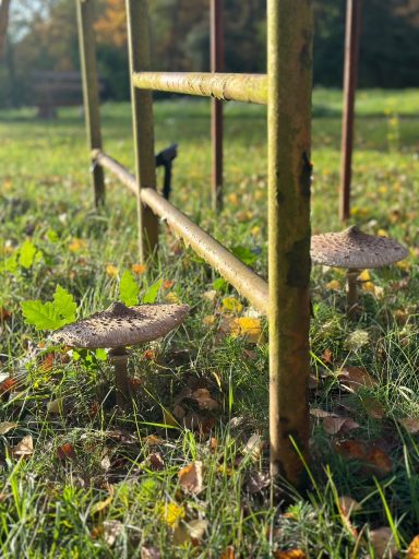 Eine rostige Leiter steht im Gras, umgeben von bunten Herbstblättern und Pilzen.