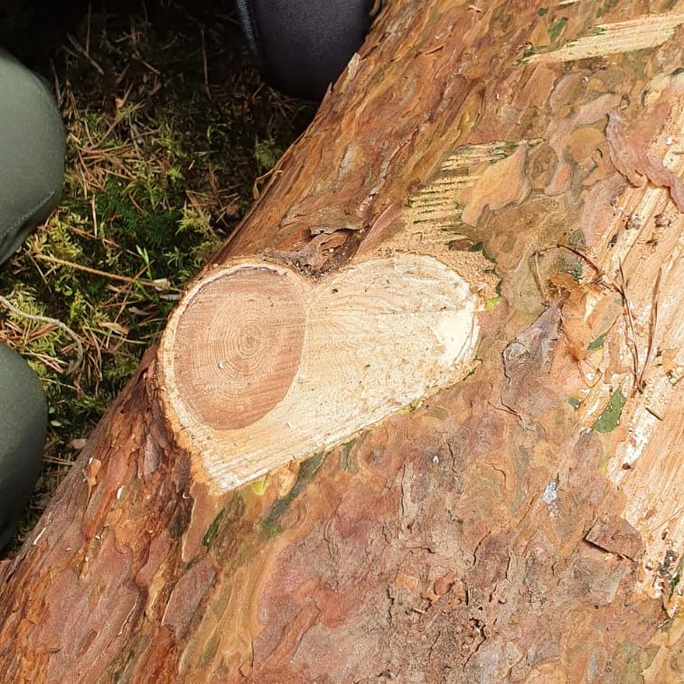 Ein dicker Baumstumpf steht in einer lichtdurchfluteten Waldlandschaft.