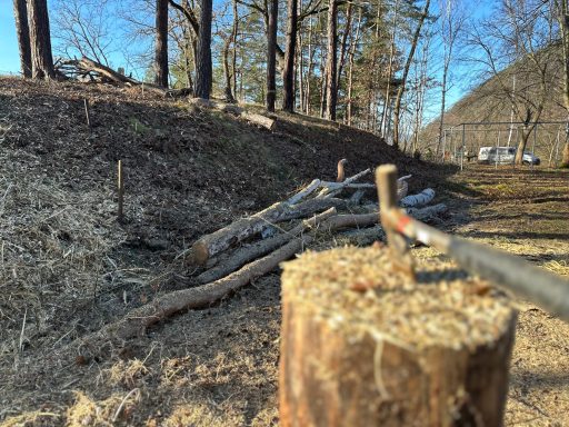 Holzstumpf mit Nagel, umgeben von Ästen und Bäumen in einer lichten Landschaft.