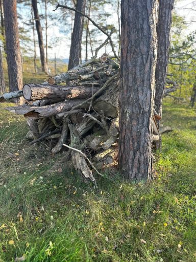 Ein Haufen aus Holzstämmen neben einem Baum in einer grünen Waldlandschaft.